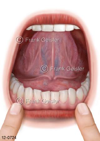 Verdauungssystem, Blick in Mund, Ansicht Zunge von unten