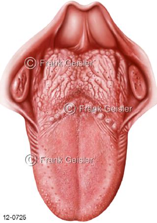 Verdauungssystem, Zunge Zungenrücken Lingua Kehlkopfdeckel