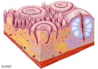 Verdauungssystem Zunge Lingua, Histologie Geschmacksknospen  Schmeckknospen