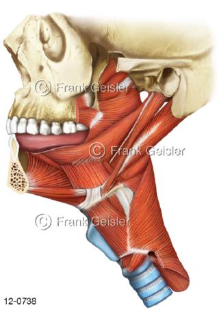 Schluckmuskeln und Schlundmuskulatur