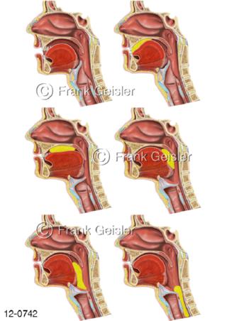Schluckreflex Schluckakt in Mund Rachen