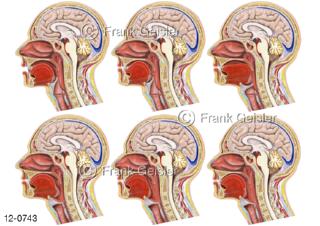 Verdauungssystem, Schluckreflex Schluckakt Mund Zunge Rachen Speiseröhre