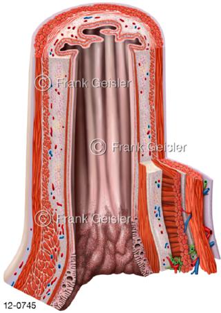 Speiseröhre Oesophagus mit Mageneingang