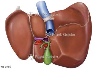 Verdauungsorgan Leber Hepar mit Gallenblase, Unterfläche von hinten, zentrales Organ des Stoffwechsels
