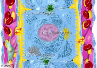  Leberzelle Hepatozyt mit Zellkompartimente, Stoffwechsel der Leber