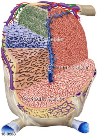 Struktur Läppchen der Leber mit Leberzellen
