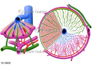 Leber Hepar, Lebersinusoide mit Kapillarräume Leberläppchen und Leberzellen