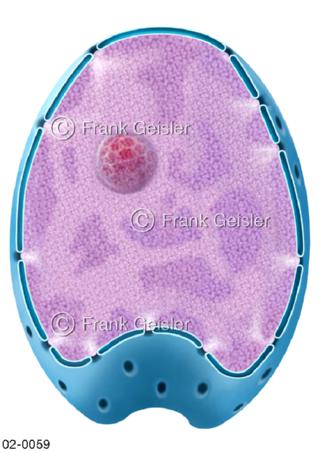 Gefurchter Zellkern, Nukleus mit Nucleolus