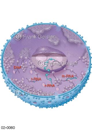 Zellkern, Nukleus mit DNA Desoxyribonukleinsäure und RNA Ribonukleinsäure