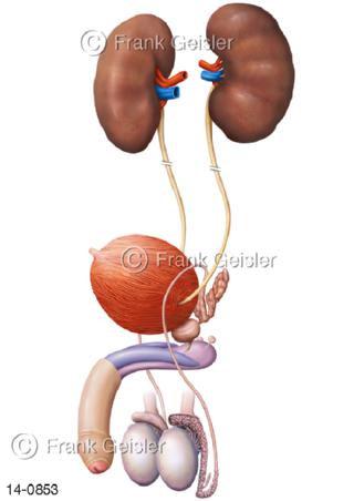 Urogenitalsystem, Organe Harnapparat Geschlechtsapparat Mann