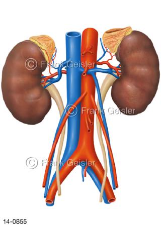 Nieren mit Nebennieren, große Gefäße