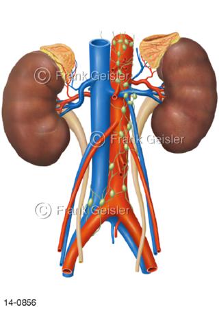 Nieren mit große Gefäße und Lymphknoten
