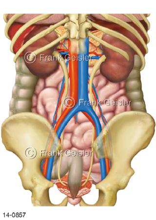 Nieren Organe Gefäße, Rückenansicht