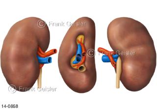 Ansichten der Nieren mit Nierengefäße von verschiedenen Seiten