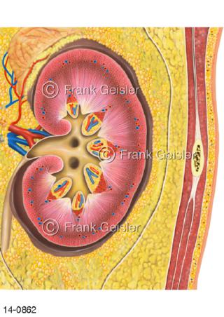 Längsschnitt Niere, Nierenfaszie mit Fettgewebe