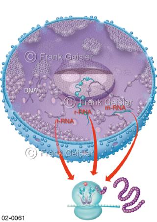 Zellkern, Nukleus mit DNA und RNA sowie Ribosom