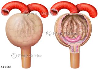 Nierenkörperchen in Bowman-Kapsel, Glomeruli, Filter mit Podozyten in der Niere