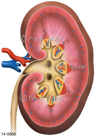 Längsschnitt Niere, Nierenkelch Nierenbecken