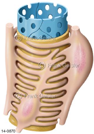 Podozyten, Nierenfilter der Nieren