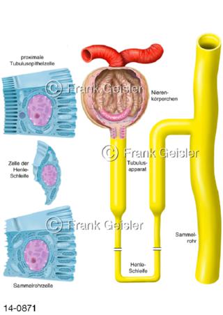 Tubulussystem Zellen Henle-Schleife in Nieren