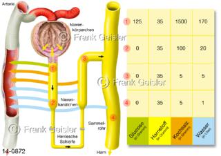 Nierenkörperchen der Niere, Tubulus Henle-Schleife mit Sammelrohr, Harnbildung