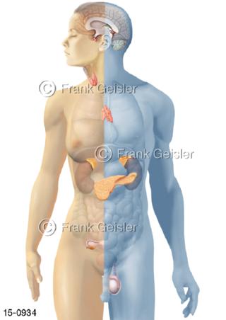 Hormonsystem Hormondrüsen Frau und Mann
