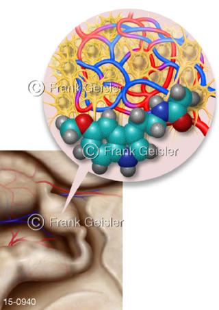 Epiphyse Pinealozyten mit Melatonin