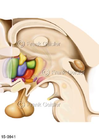 Kerngebiete Hypothalamus, Hypophyse Epiphyse