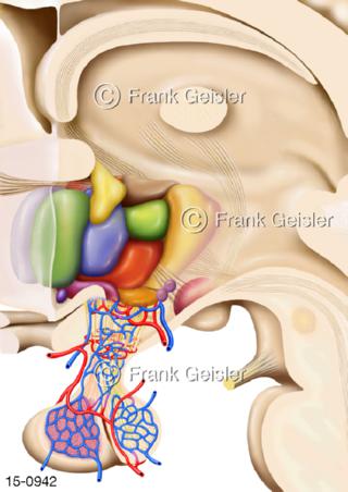Hypothalamus Kerngebiete und Hypophyse
