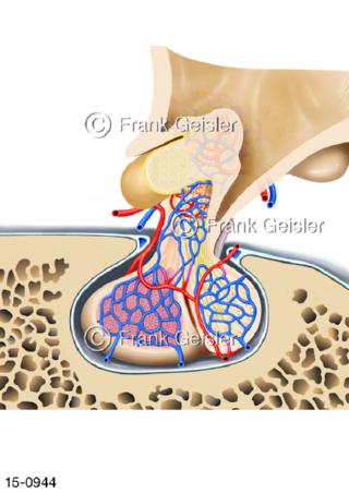 Blutgefäße Hypophyse, Vorderlappen Hinterlappen