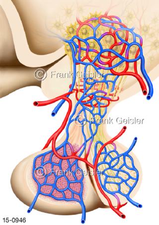Hypophyse, Strukturen mit Blutkapillare