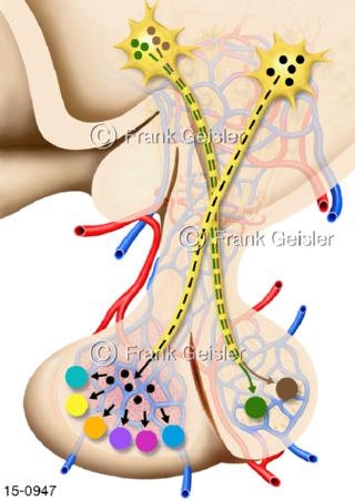 Hirnanhangdrüse, Hormonbildung in Hypophyse