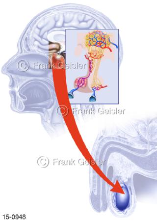 Hormone Hypophyse zu Hoden Testes