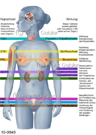 Hormonsystem, Hormone Körper Organe Frau