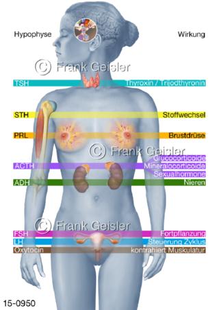 Hormonsystem, Hormone Körper Frau