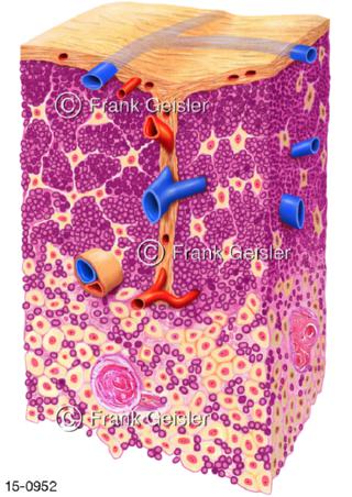 Histologie Gewebe Thymusdrüse Thymus Bries