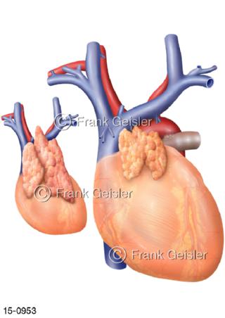 Thymus Bries Organ Kind Erwachsener