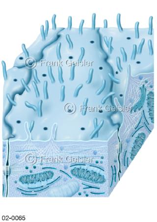 Zelle, Zelloberfläche mit Mikrovilli