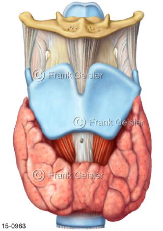 Kehlkopf mit Schilddrüse von vorn