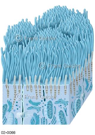 Zelle, Zelloberfläche mit Kinozilien