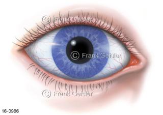 Sehorgan Auge, Augapfel Bulbus-oculi mit Pupille Bindehaut