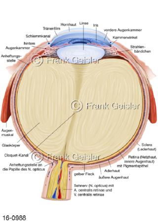 Medianschnitt Auge, Augapfel Bulbus oculi