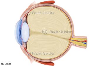 Medianschnitt Sehorgan Auge Augapfel Bulbus oculi