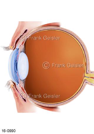 Sehorgan Auge Augapfel Bulbus oculi Glaskörper