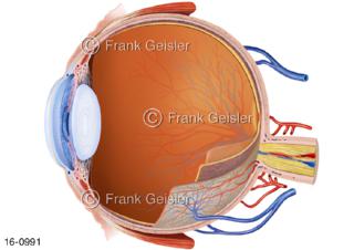 Sehorgan Auge, Darstellung Schichten Augapfel Bulbus oculi