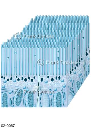 Zelle, Zelloberfläche mit Bürstensaum