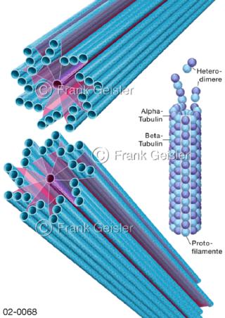 Mikrotubuli mit Zentriolen zur Statik der Zelle