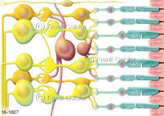Sinnesorgan Auge, Strukturen Netzhaut Retina