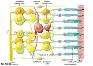 Netzhaut Retina, hochsensible Nervenhaut im Augeninneren die Lichtsignale in Nervenimpulse umwandelt an Gehirn weiterleitet