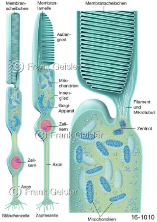 Stäbchen Zapfen der Netzhaut Retina im Auge